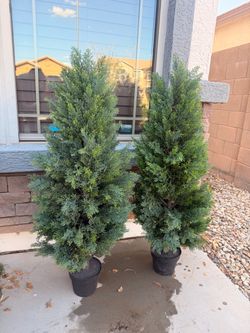 Pair of Potted Evergreen Shrubs