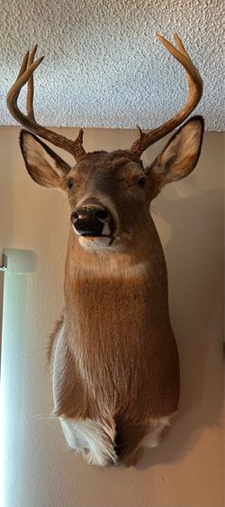 Deer mount