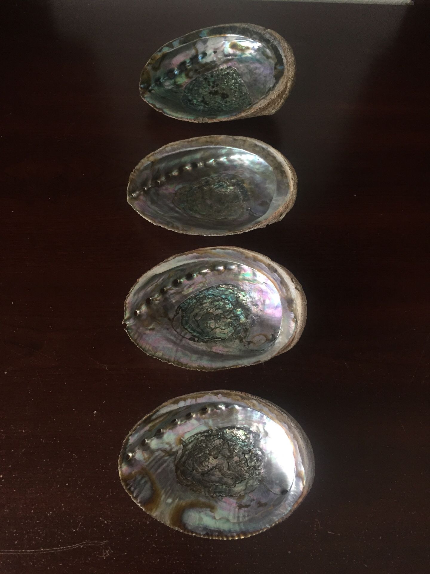 Abalone Shells