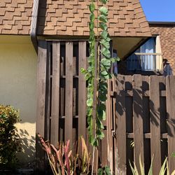 Orchid Trees, Jades,  Aloe Plants 