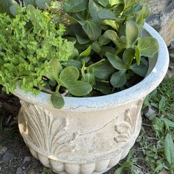 Healthy Green Plant In Large Pot
