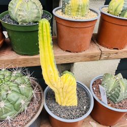 San Pedro Variegated Crest Imported