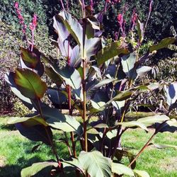Red King Canna Lily Bulb King Tropical Giant Plant 8-12 Feet Tall