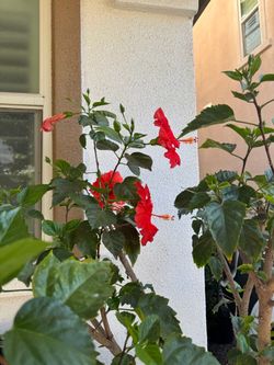 Red Hibiscus 🌺 Plant/Tree