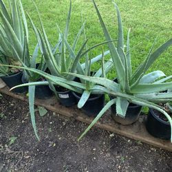 Aloe Vera So Many Different Plants Nursery Plantas Available For Sale