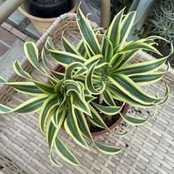 Song Of India Plant, About 1 Foot Tall, Terra-Cotta Park Included