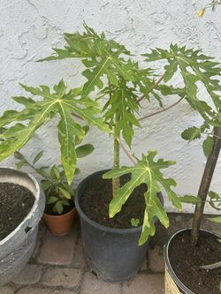 ÁRBOL DE PAPAYA