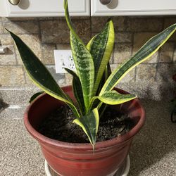 Sansevieria, Lengua De Suegra En Maceta De Plástico 