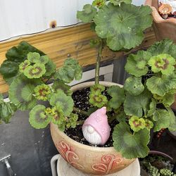 Geranium with pot included