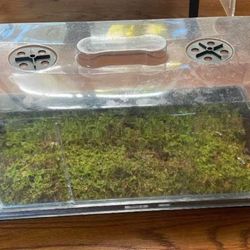 Large Seed Plant Tray 
