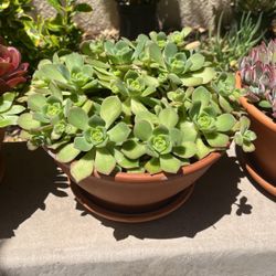 Succulent w/pot