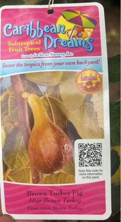 The fig trees are now ready to bear fruit.