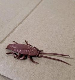 Safari Ltd. Cockroach Life-Like Insect Figure Collection