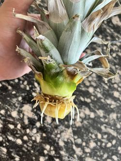 Sprouted pineapple 