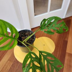 Swiss Cheese plant, indoor