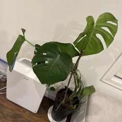 Monstra Indoor Plant 