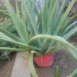 Aloe Vera Plants