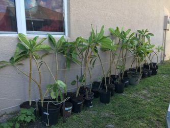 Plumeria/ Frangapani