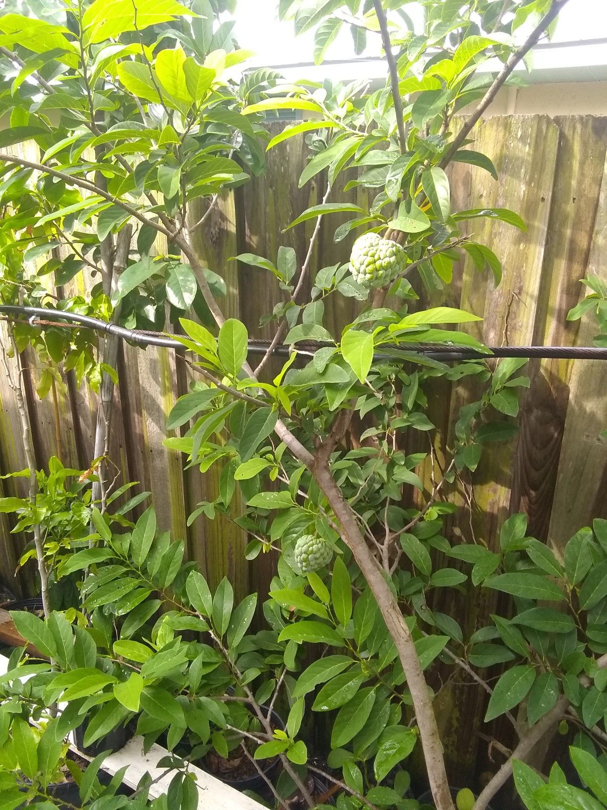 Sugar apple Anon