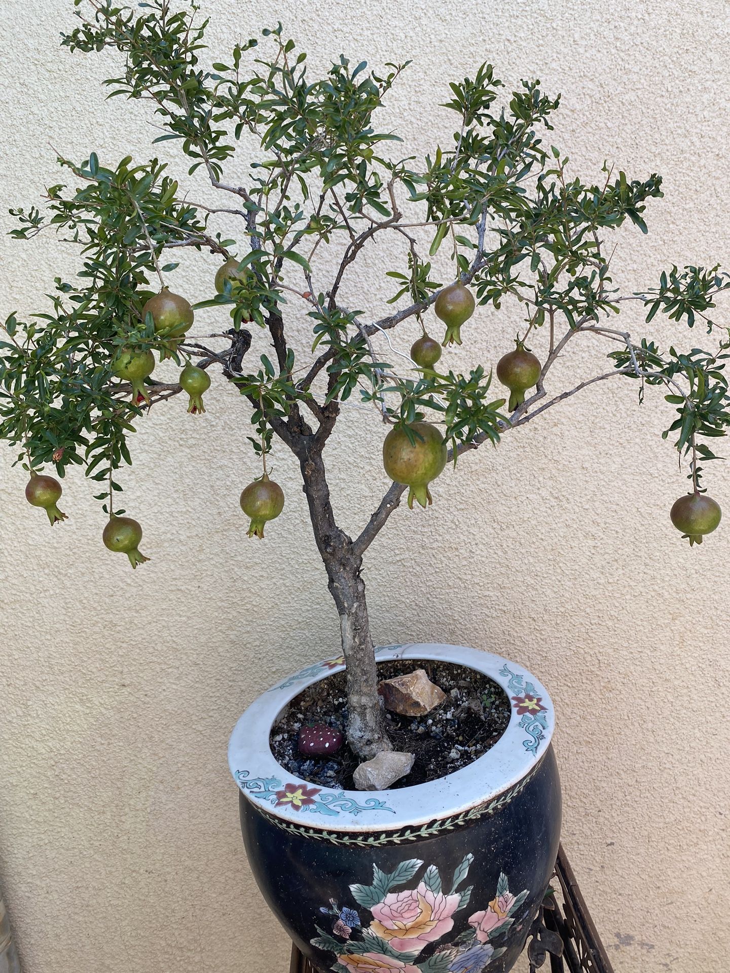 Bonsai Dwarf Pomegranate With Lots Of Fruit On It In A Ceramic Pot $160