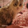 Sophie
