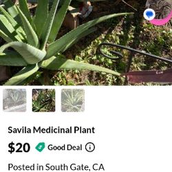 Savila Plant  Alovera Plant