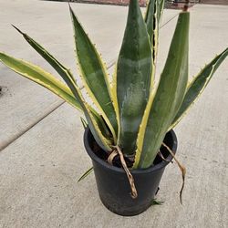Agave americana Variegated – Rare Striped Century Plant