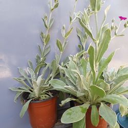 Lychnis Plants 