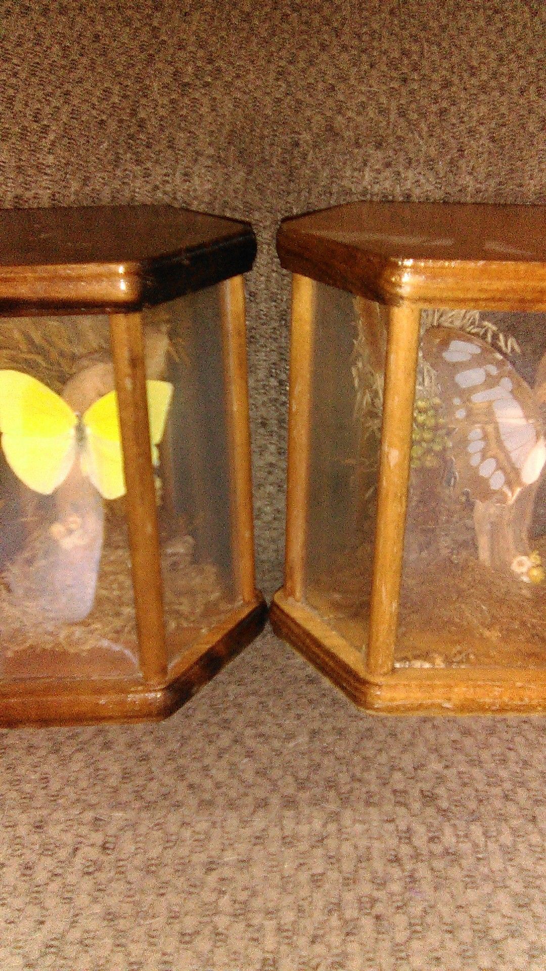 2 butterflys in display cases