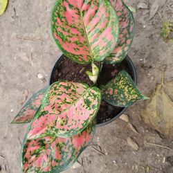 Agloanema Red Valentine Plant.