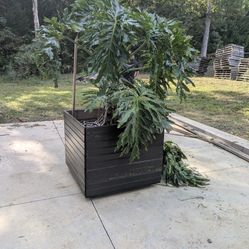 Very Mature Philodendron Selloum 