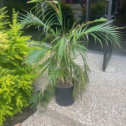 IKEA 🌿 TROPISK Potted Plant - Assorted Tropical Species 🌿
