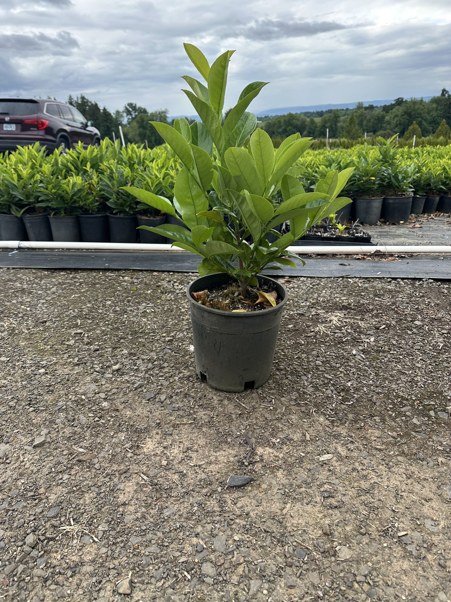 English Laurel 2GAL
