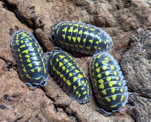 🟡 GESTROI ISOPODS 🟡