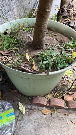 Loquat Tree  4-5 ft Tall
