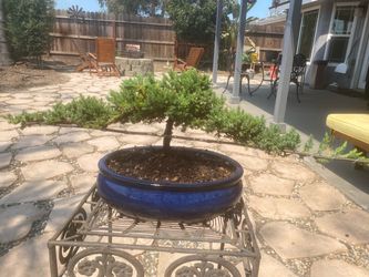 Bonsai plant for sale SN flying Eagle Bonsai plant for sale as an flying Eagle