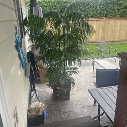 Indoor Artificial Plant