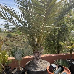 Medjool date palm 47 gallon with pups