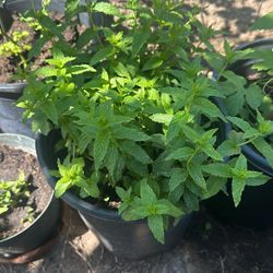 Fresh Mint Plant 