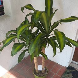 Dracaena Massangeana Tropical Houseplant 8” Plant 