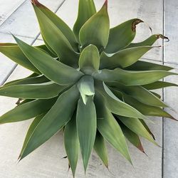 Green Foxtail Agave