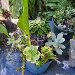 OVER 1000 SUCCULENTS FOR SALE THIS SATURDAY 6/18 .  SAN LORENZO