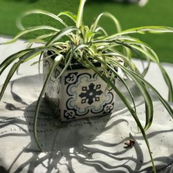 $5 Spider plant