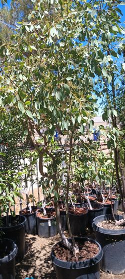Eucalyptus Trees 🌳