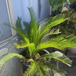 Sago Palm