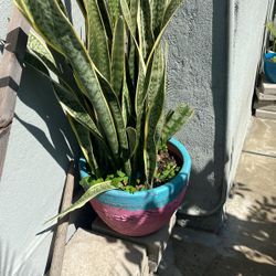 Snake Plant