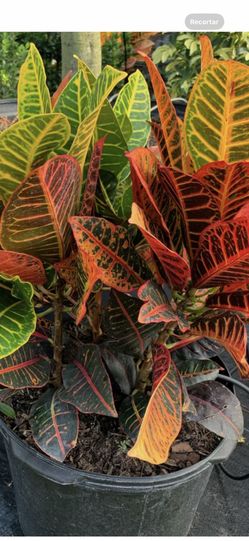 Planta Croton Petra Gigante 3 Gallon