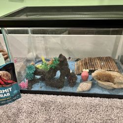 Hermit Crab With Tank