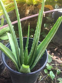 Madison Aloe 