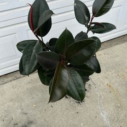 Plant